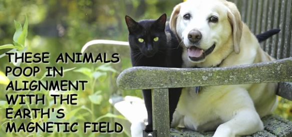 Can You Tell Which is A Dog Fact Or Cat Fact? Hint: Its Harder Than It Sounds