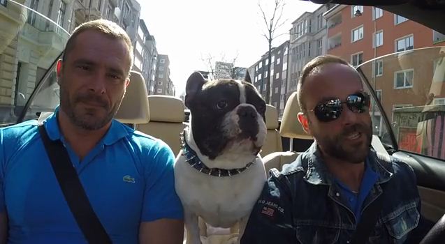 Adorable French BullDog Responds Hilariously To Different Languages