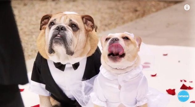 John Legend Sings At A Dog Wedding For Charity