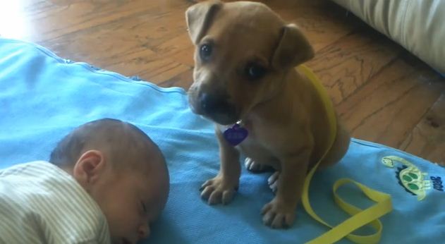 Puppy Wants to Watch Over Baby, But…
