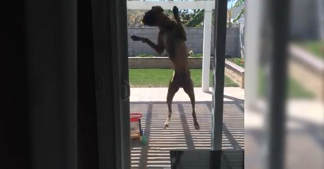 This Boxer Wants To Get Inside The House. What He Does Will Make You Laugh Out Loud!