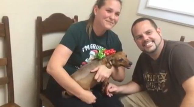 Veterinarian Steps In To Help Paralyzed Dog Who Was Given Up With No Hope