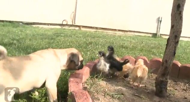 Making New Friends Is Hard, But This Little Pug Is Trying His Darnedest