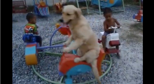 Dog Loves To Ride The Carousel With His Little Human Friends