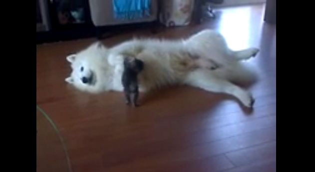This Great Big Dog Has The Tiniest New Friend
