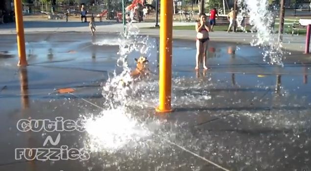What Happens When A Corgi Gets To Go To The Water Park? The Cutest Thing Ever!