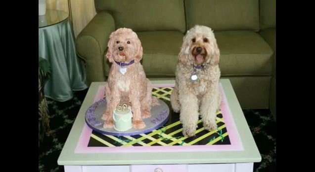 This Baker Made A Dog Cake That Looks JUST Like Their Dog In Every Way