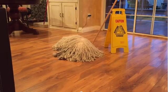 Is That a Mop or a Dog?