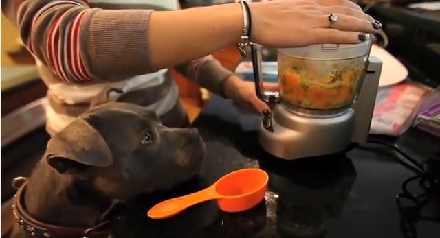 Mister Mo’s Cookbook Helps Raise Money to Assist Senior Dogs