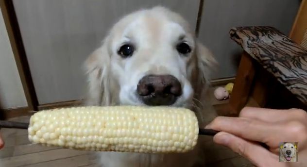 Watching A Golden Retriever Eat Corn On The Cob Is The Funniest Thing Ever