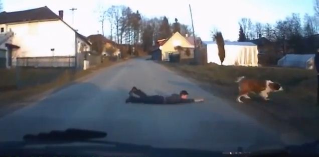 St. Bernard Dog Takes Child For A Walk Across The Road