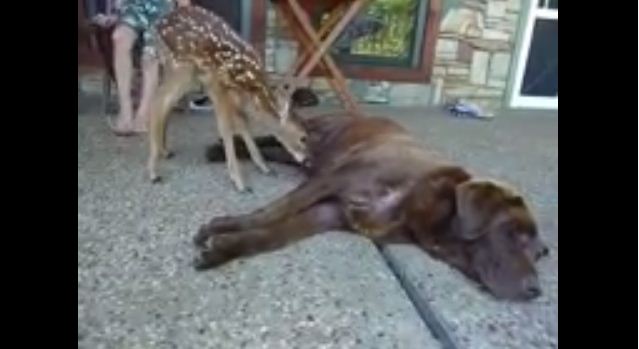 When A Baby Deer Loses Its Mom, This Kind Dog Does Something Incredible