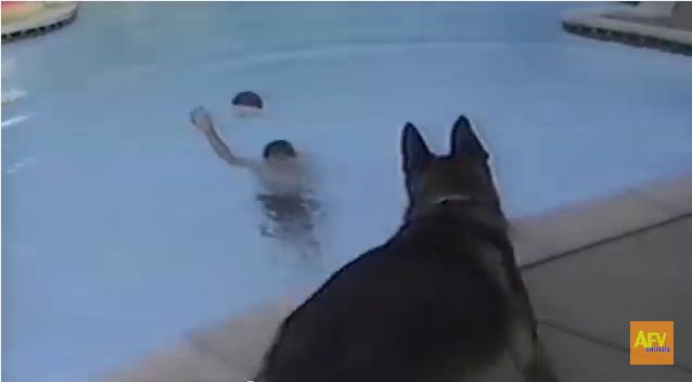 This Canine Lifeguard Will Save Your Life!