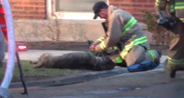 A Dog Was On The Brink Of Death Until A Heroic Firefighter Stepped In – I’m In Tears