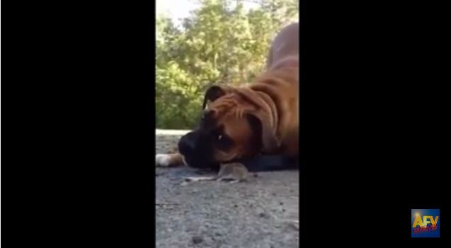 This Sweet Pup Is Proof That Dogs Just Want To Be Everyone’s Best Friend
