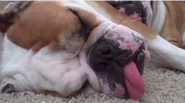 This Video Of Dogs Dreaming Proves How Much Like Us They Really Are