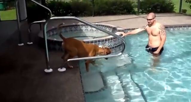 A Terrified Dog Finally Takes The Plunge & Swims For The First Time