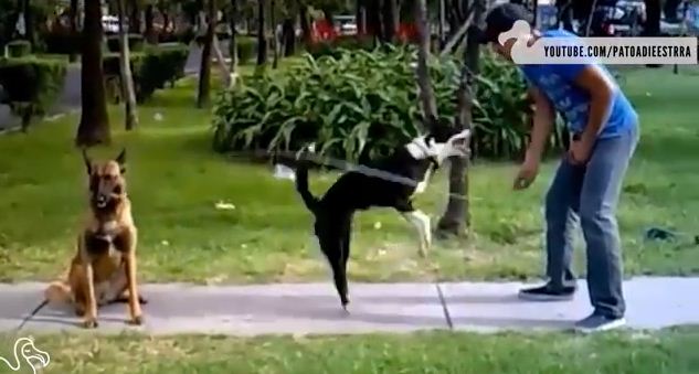 Dogs That Can Jump Rope? What?!