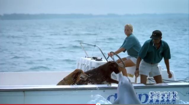 Dolphin Falls In Love With Boater’s Dog And Jumps Up For A Kiss