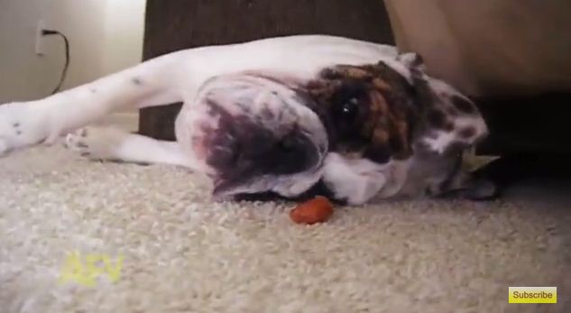 This Bulldog Was Sleeping…Til He Received The Funniest Wake-Up Call Ever
