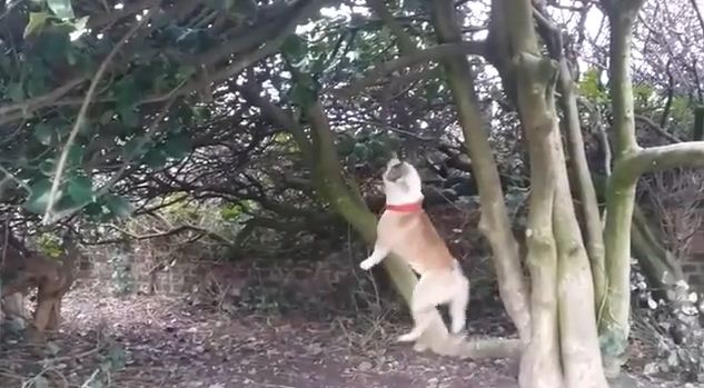 Dog vs. Tree Branch