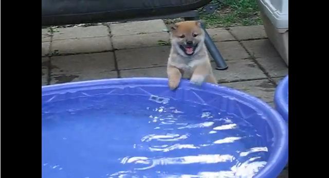 This Puppy’s Reaction To A Kiddie Pool Is The Best Thing You’ll See Today