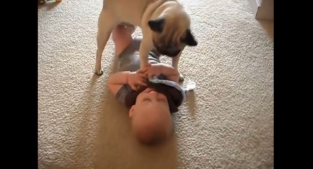 This Little Pug Sure Does Love His New Toy…And It Loves Him Back, Too