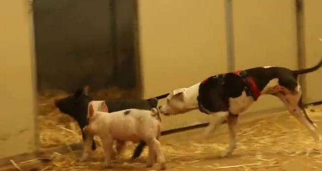 Rescued Piglets Take Three-Legged Pit Bull For A Walk