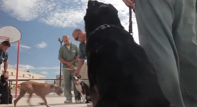 Rescued Dogs Get Rehabilitated By Prisoners Who Also Need A Second Chance