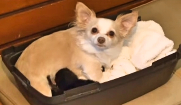 After Bringing Motherless Kittens Home, They Were Completely Shocked When Their Dog Did This