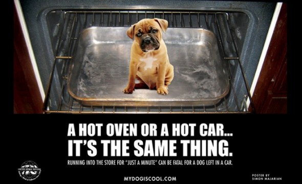 Woman in Florida Cited for Leaving a Dog in a Hot Car