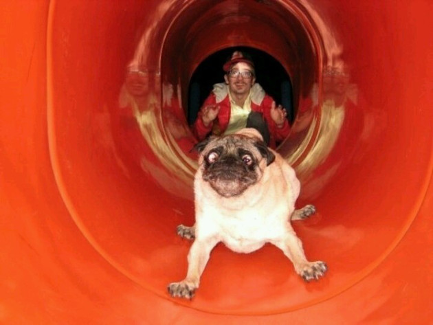 Dogs On Slides Learning About Gravity The Hard Way