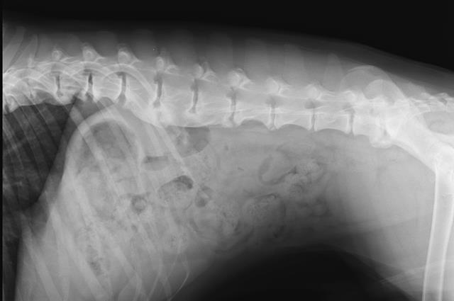 Ask A Vet: My Dog Was Diagnosed With Spondylosis. What Is It? What Do I Do?