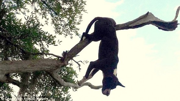 Dog Impaled on Tree Branch for 24 Hours Miraculously Survives