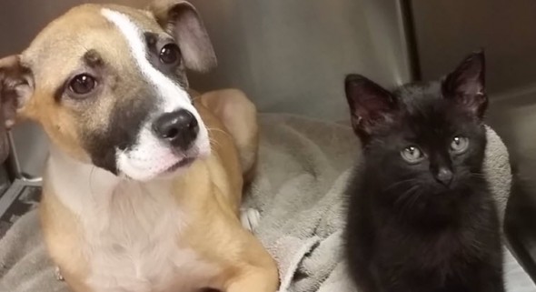 Detroit Animal Rescuer Saves Puppy and Kitty