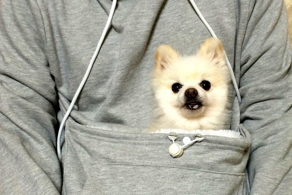 Now You Can Wear Your Dog Comfortably