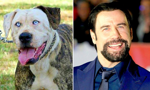 17 Celebrities Who Have Dog Twins