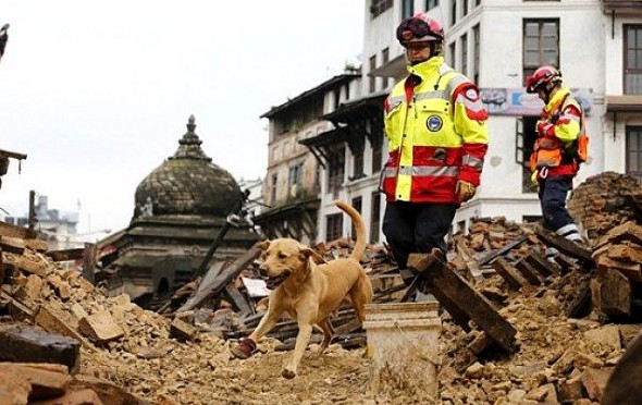 Rescue Dogs Are Saving Lives in Earthquake-Devastated Nepal