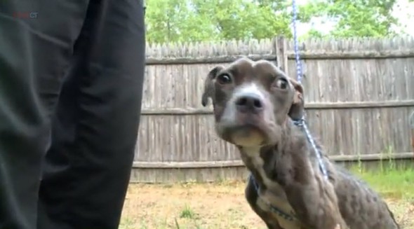 Emaciated Pit Bull Saved Thanks to Dog Walker