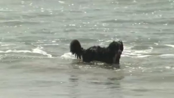 Shelter Dog Rescues Swimmers from Rip-Tide