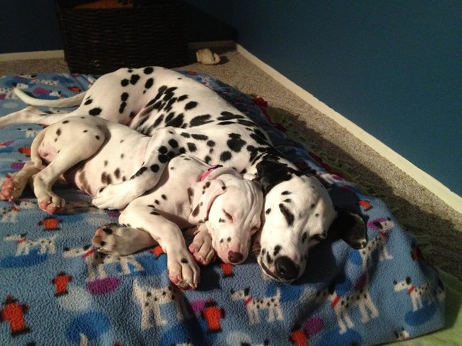 These Pooches Are Absolutely In LOVE With The New Family Puppies…Aww