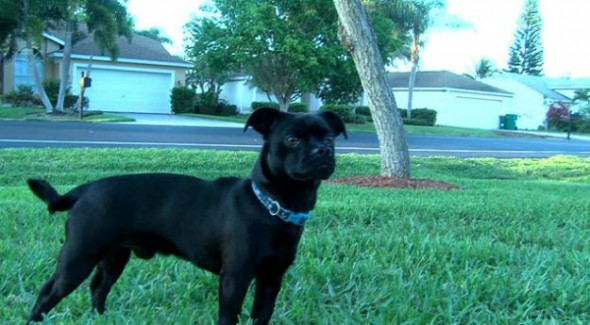 Fla. Man Rescues Dog Trapped in Crate