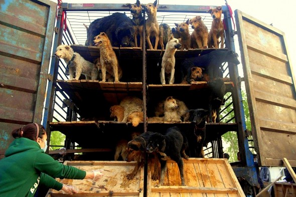 KARMA!  Chinese Dog Meat Vendor Accidentally Kills Self with Poison Arrow