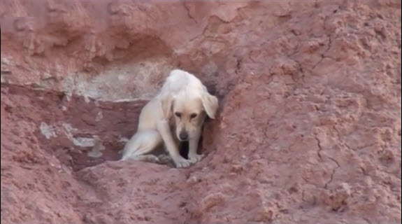 Firefighters Attempt Dog Rescue from 300 ft. High Cliff