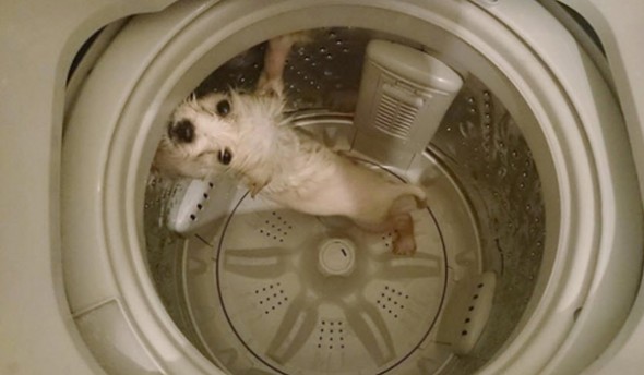 Man Uses Washing Machine to Bathe Dog, Now He’s a Wanted Man