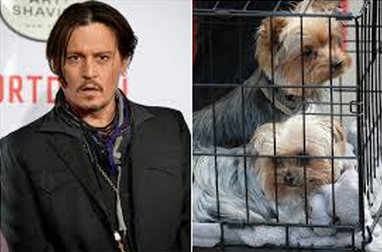 Johnny Depp Could Face 10 Years In Prison for Dog Smuggling