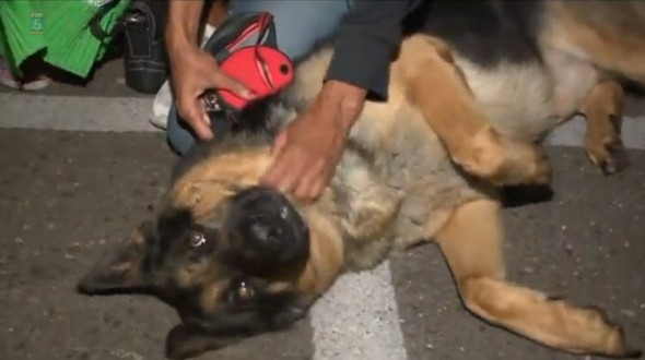 German Shepherd Reunited With Family After Three Years and 2,500 Miles Apart