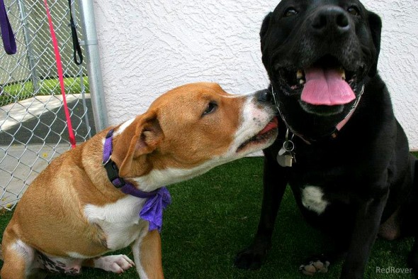 Phoenix Domestic Violence Shelter Now Welcoming Pets