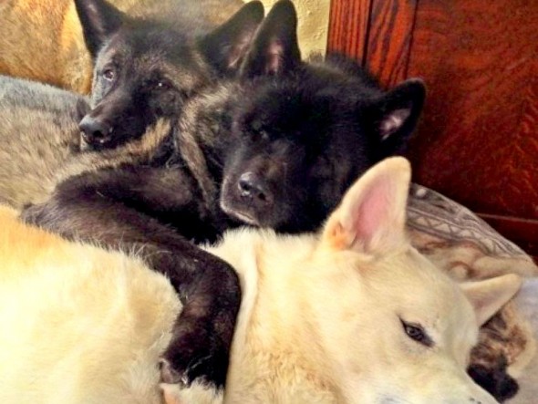 Blinded Rescue Dog’s Little Brothers Step Up to Be Her Guides