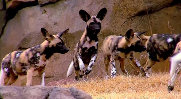 African Wild Dog Pups Go Outside for the First Time